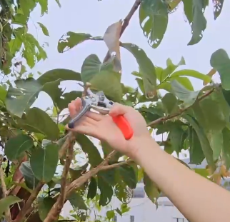 Pruning and Cutting Series