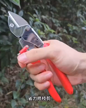 Pruning and Cutting Series